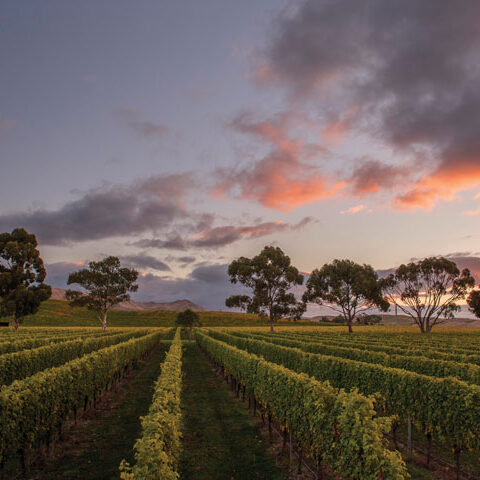 Soho Jomara Marlborough Vineyard