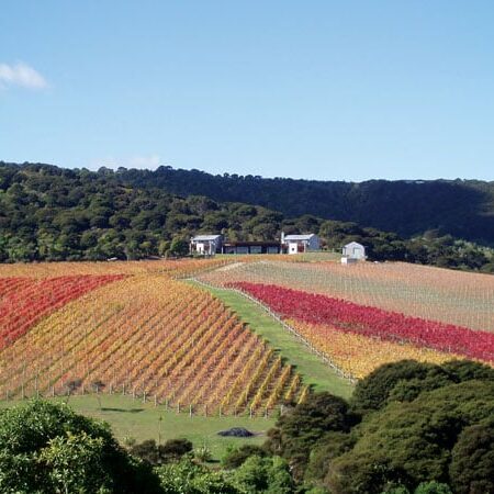 Jomara Waiheke Island vineyard