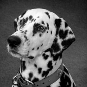 Max_BW Max Carter Dalmation