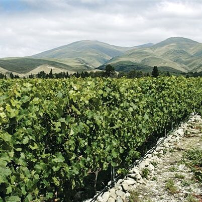 Soho Central Otago Vineyard